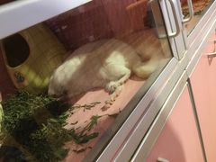 -藦茜花园宠物主题亲子互动体验馆(国顺东路店)