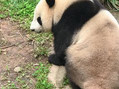 -都江堰中华大熊猫苑