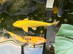 -上海大自然野生昆虫馆(东方明珠·爬宠昆虫探索中心)