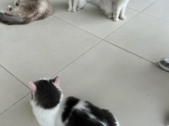 -怪兽屋·羊驼·猫咖·狗咖(俊华广场店)