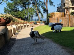 -老淳安—伴山伴湖(千岛湖开元度假村店)