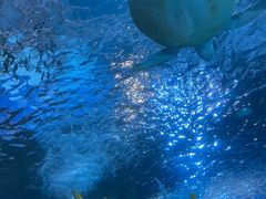 -太平洋海底世界