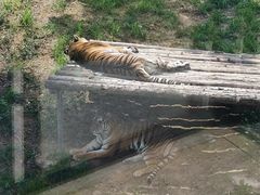 -大连森林动物园