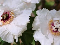 -洛阳市隋唐城遗址植物园