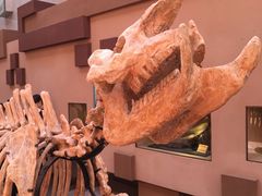 -陕西自然博物馆