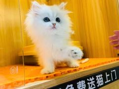 -欣宠猫屋·矮脚拿破仑·蓝金金渐层