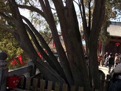 -嵩山少林文化旅游景区