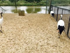 -盐城丹顶鹤湿地生态旅游区