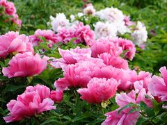 -曹州百花园