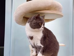-安格丽娜·狗咖·猫咖羊驼咖(春熙路百盛商场店)