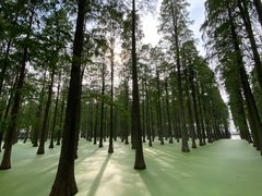 -渌洋湖湿地公园