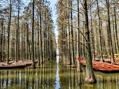 -渌洋湖湿地公园
