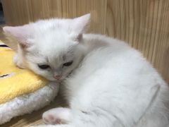 -屋虎猫馆(宝安大仟里店)