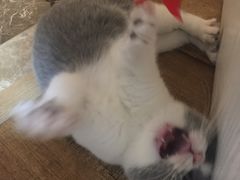 -伟伟宠物医院·CT影像中心·瑞派犬猫综合性门诊(汉口总院)