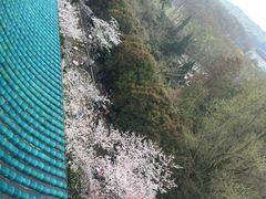 -武汉大学-樱园