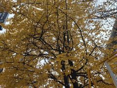 -黄兴南路步行商业街