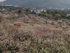 -香雪海