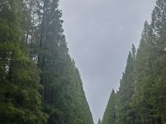 -黄海国家森林公园