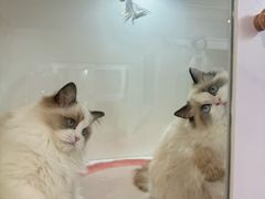 -青奢宠物·青奢猫舍