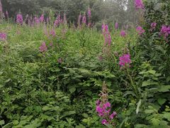 -白草畔自然风景区