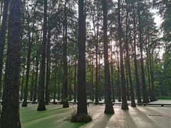 -渌洋湖湿地公园