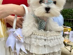 -帕帕拉兹宠物(亚洲旗舰店)