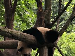-都江堰中华大熊猫苑