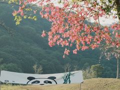 -风云岭森林公园