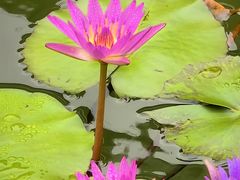 -荔湾湖公园