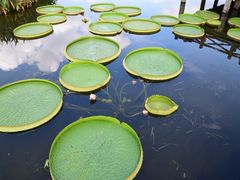 -荷塘月色湿地公园·向阳花洲