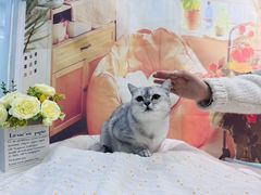 -爱洗澡的猫(望京店)
