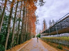 -前小桔亲子创意农场·草莓采摘·露营烧烤