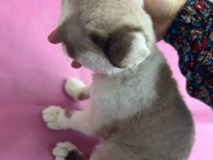 -北京观赏动物医院·24小时大型综合·猫专科·异宠专科