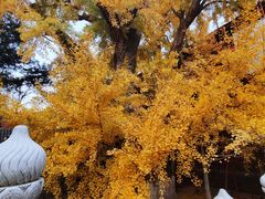 -大觉寺-停车场