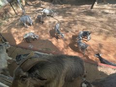 -深圳野生动物园