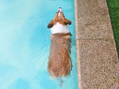 -汪说喵讲宠物乐园宠物酒店(红星美凯龙店)