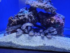 -上海海洋水族馆