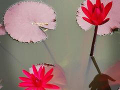 -国家植物园南园