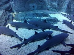 -烟台海昌鲸鲨海洋公园