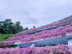 -深圳仙湖植物园