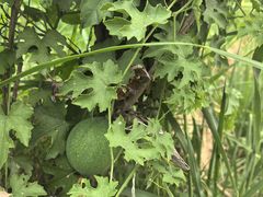 -洪湖生态旅游区