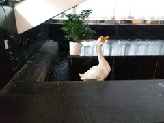 -眉州东坡(通州店)
