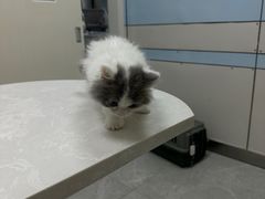 -中农国际动物医院24小时·猫科·骨科·急重症中心