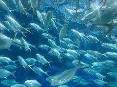 -上海海洋水族馆