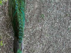 -北京麋鹿生态实验中心