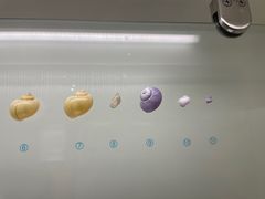 -青岛贝壳博物馆