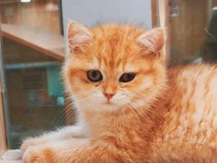 -屋虎猫馆(宝安大仟里店)