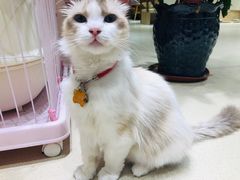 -藏猫猫咖啡主题馆(中央大道店)