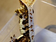 -酷以爬仙阁实体爬宠店·守宫·蜥蜴·专业繁育