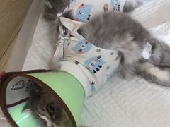 -乐派堂宠物医院·猫友好· 心脏科(东街店)